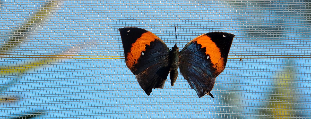 Image - butterfly sky close plant insect