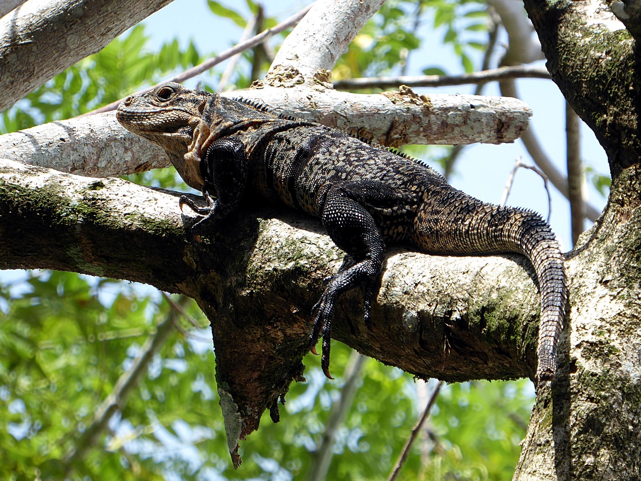 Image - iguana reptile yellow black