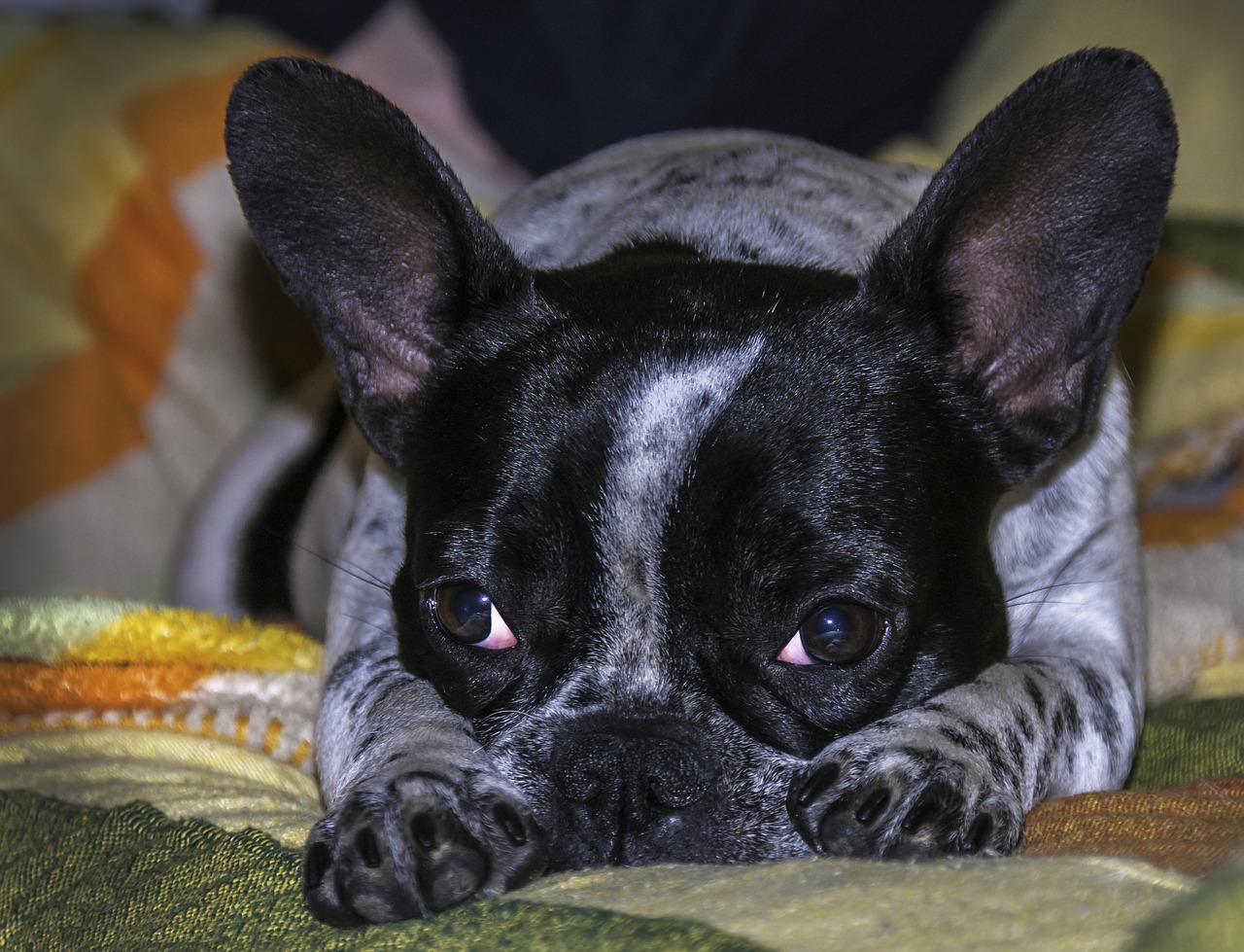 Image - dog pet animals animal bitch