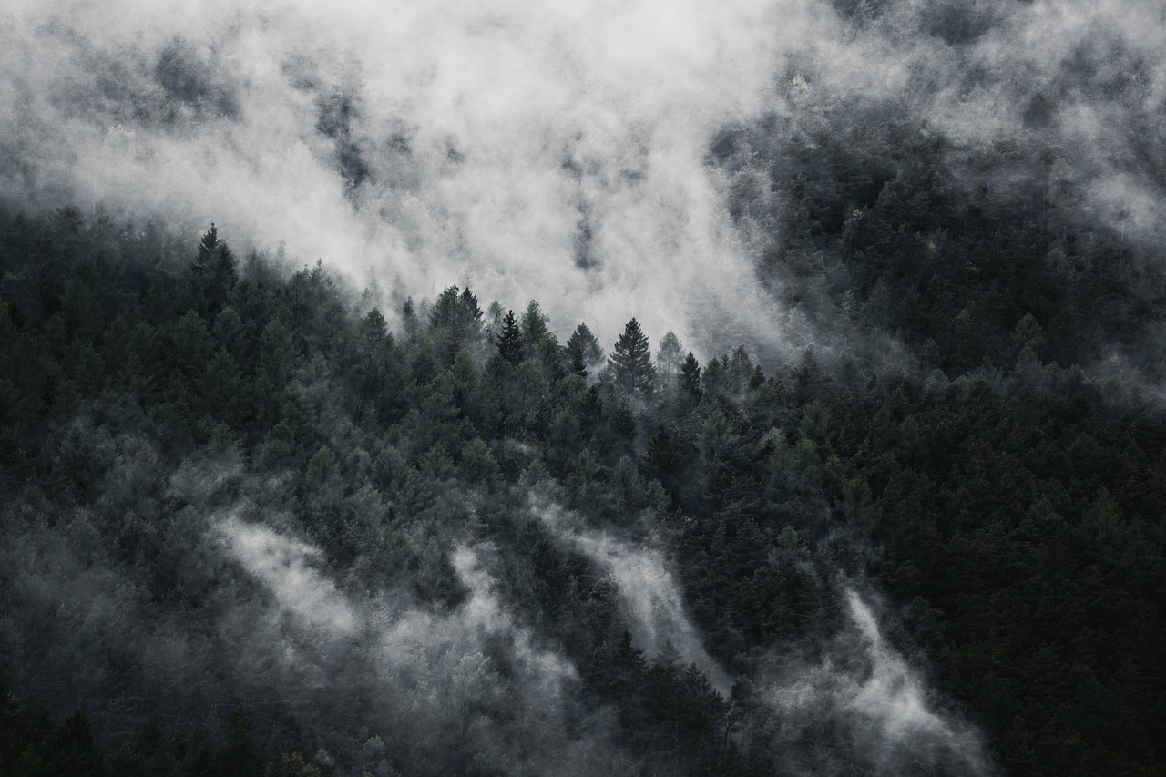 Image - forest fog nature trees autumn