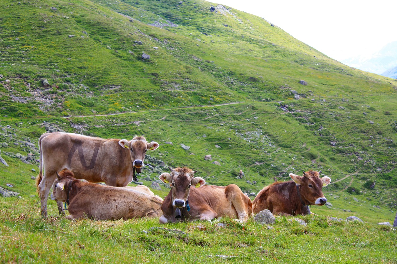 Image - cow swiss switzerland alpine