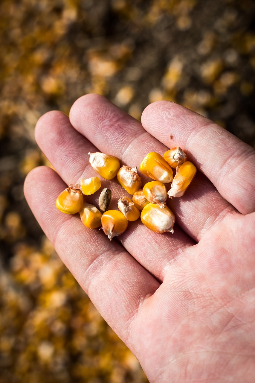 Image - corn hand people model beauty