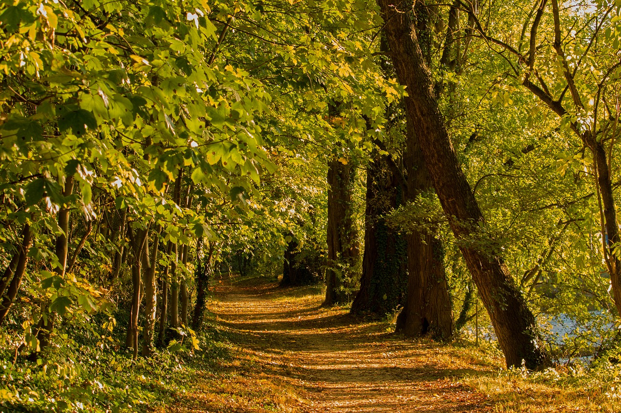 Image - forest path autumn forest nature