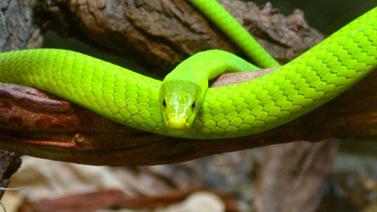 Image - green mamba snake toxic dangerous