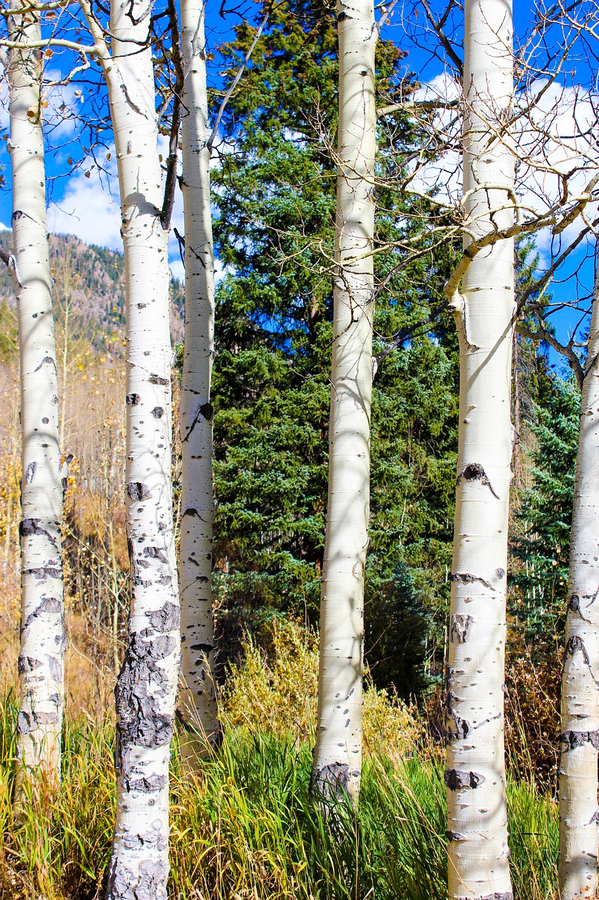 Image - aspen autumn colorado hiking trail