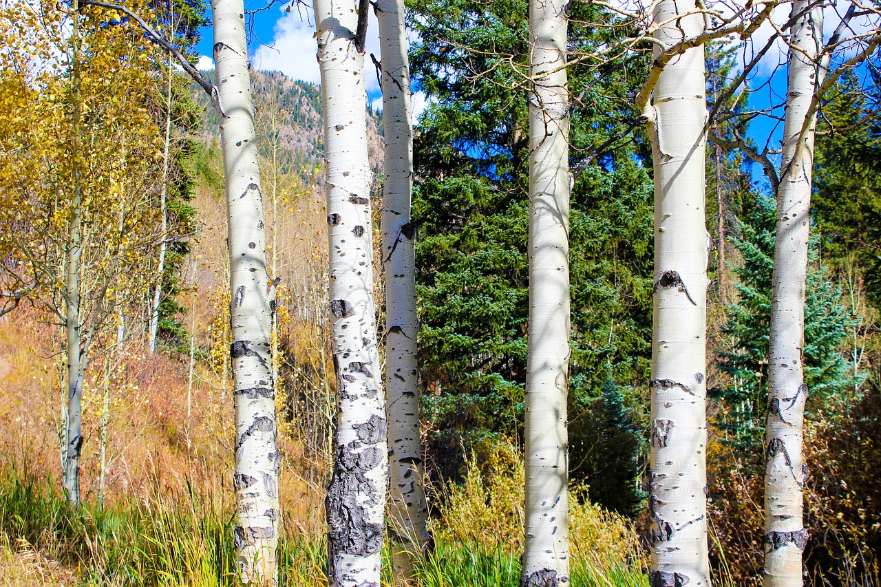 Image - aspen color autumn fall landscape