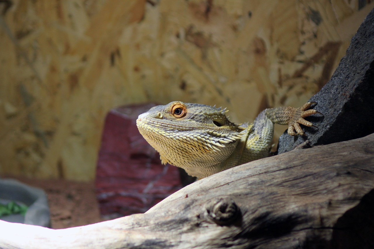 Image - pogona pogona vitticeps bearded