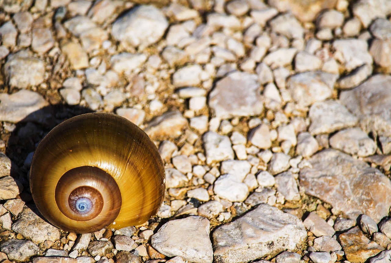 Image - stones snail color spiral