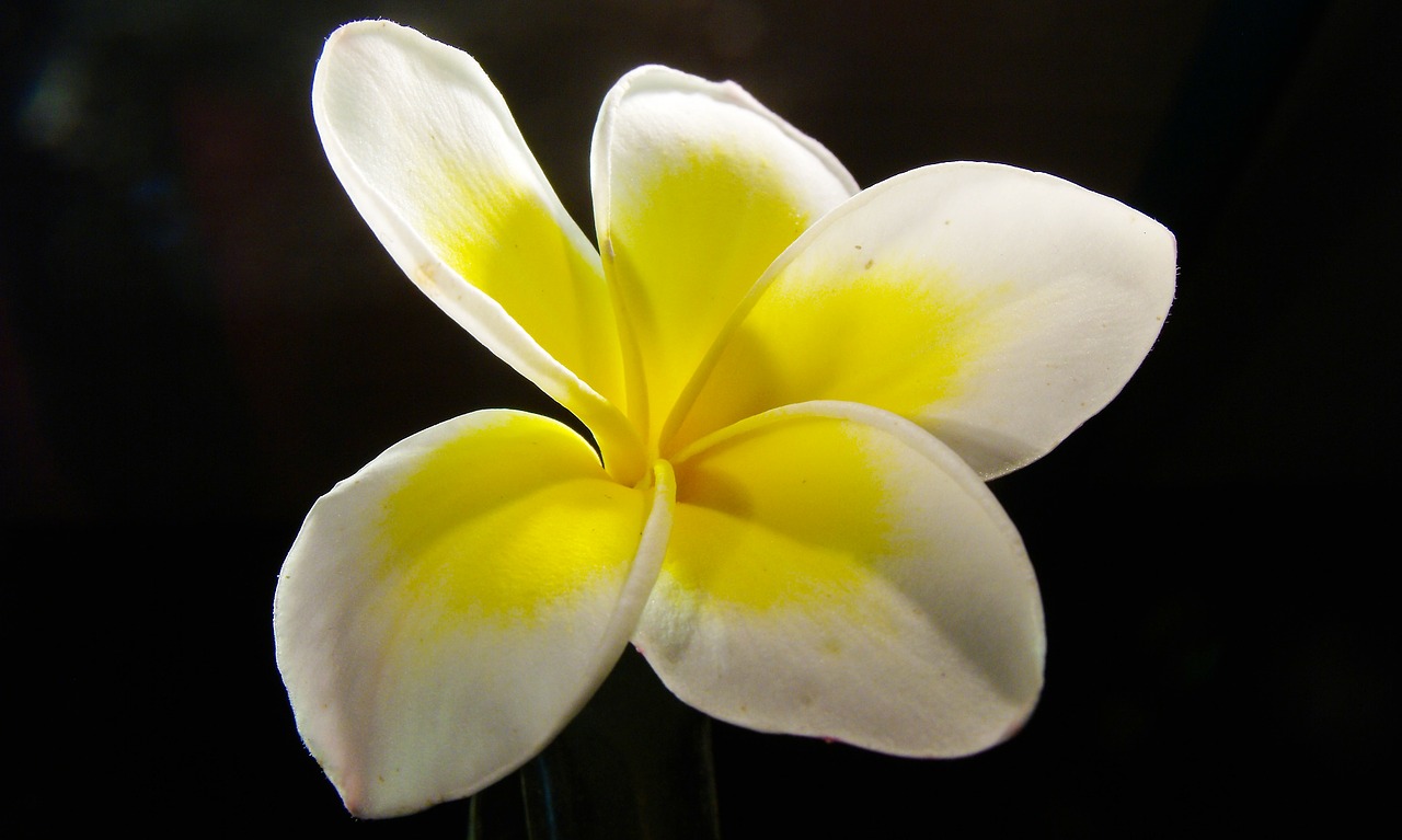 Image - frangipani plumeria flower blossom