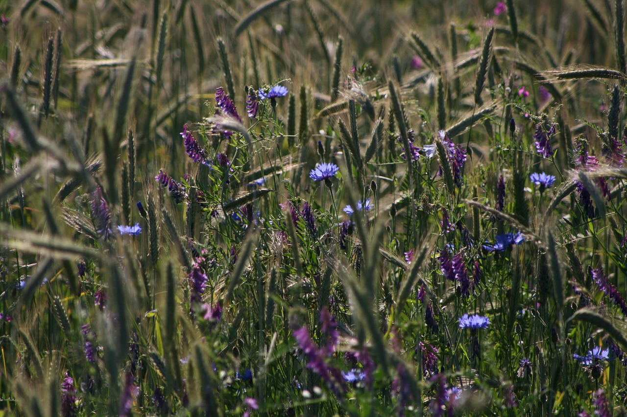 Image - meadow grain cornflowers nature