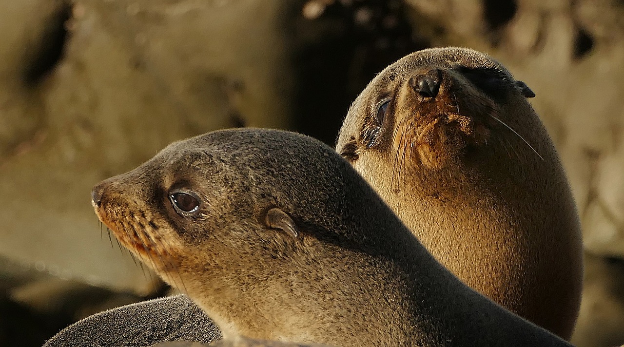 Image - fur seal pups rocks close up coast