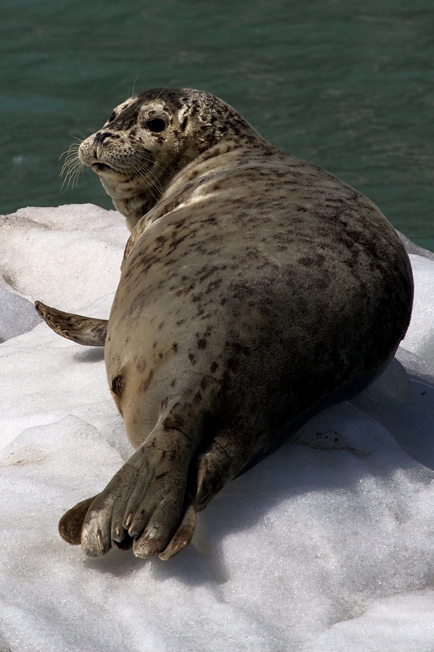 Image - harbor seal ice looking coast