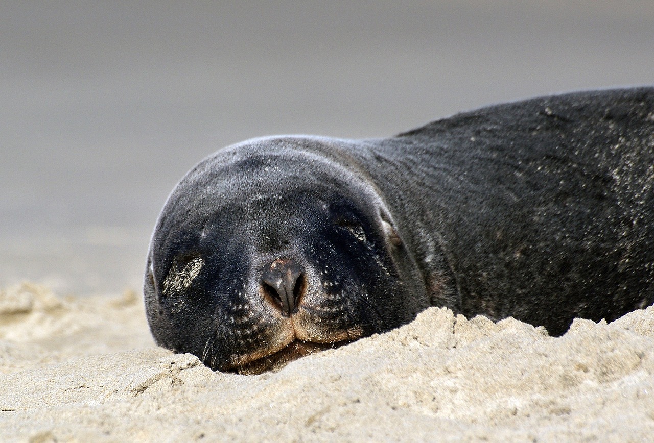 Image - hookers sea lion sand close up