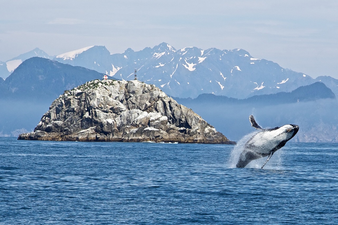 Image - humpback whale breaching ocean