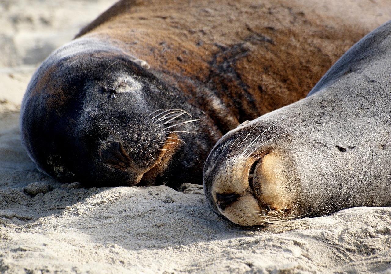 Image - hookers sea lions sand close up