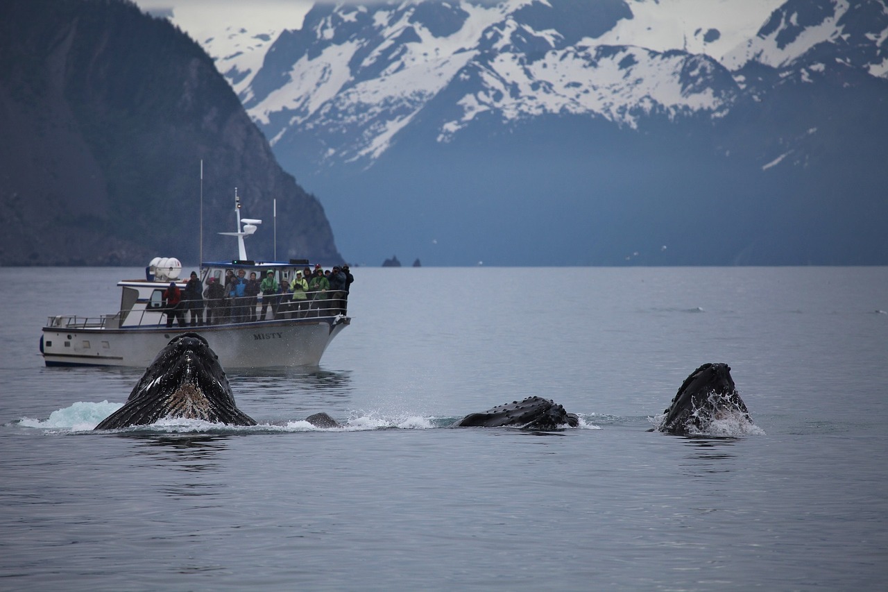 Image - humpback whale breaching feeding