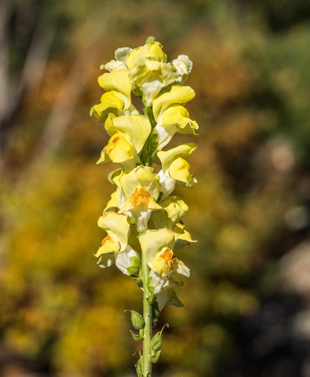 Image - lupin flower yellow close up