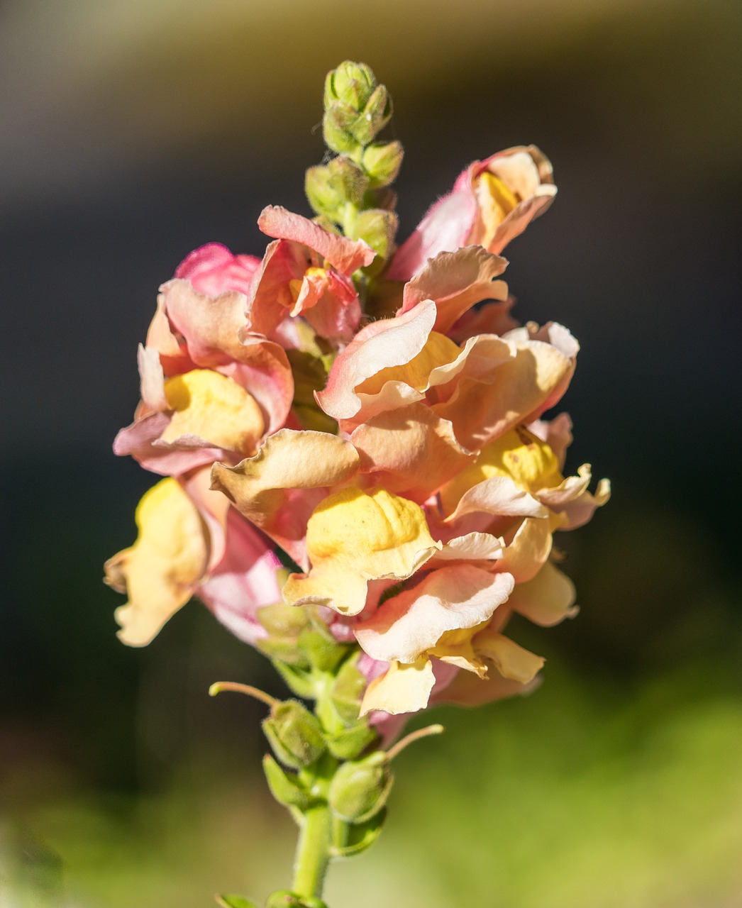 Image - lupin flower yellow close up