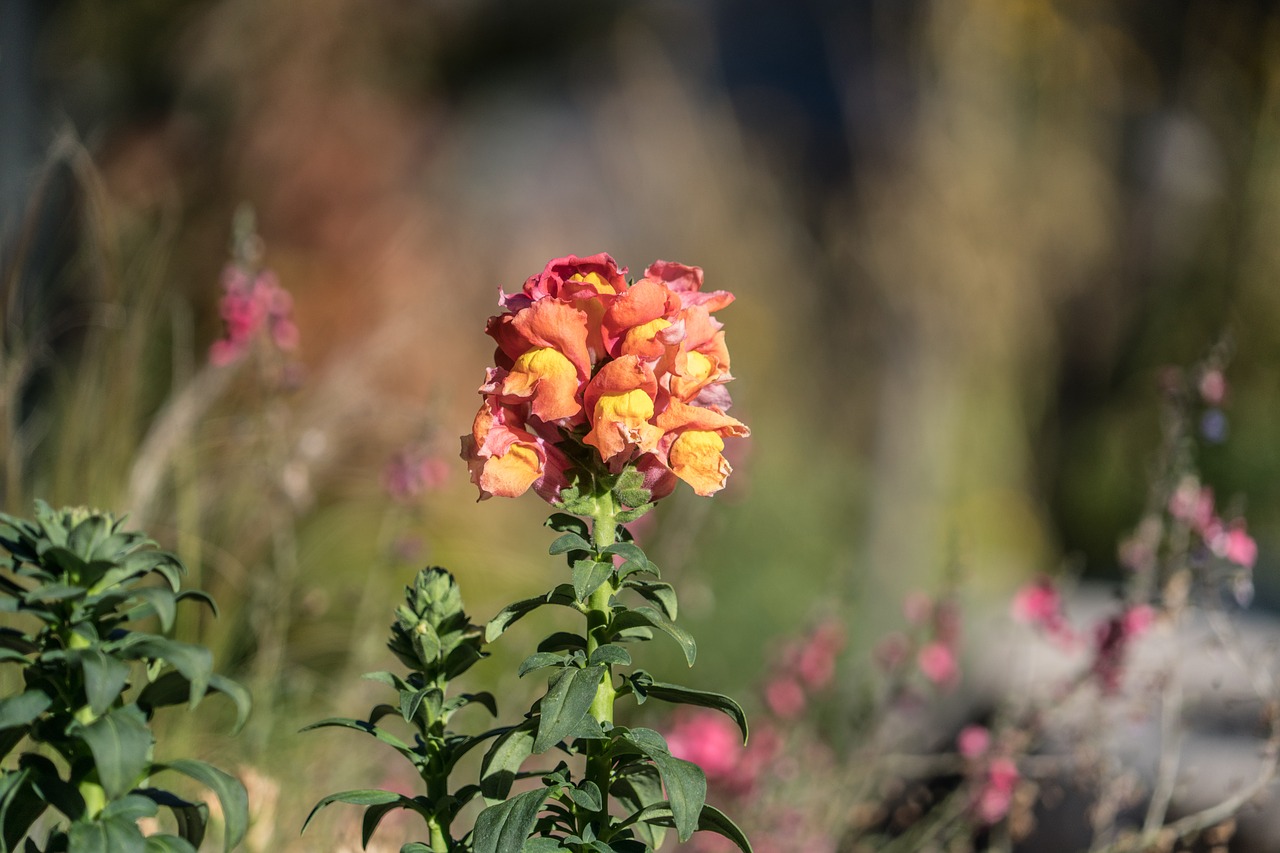 Image - lupin flower yellow close up