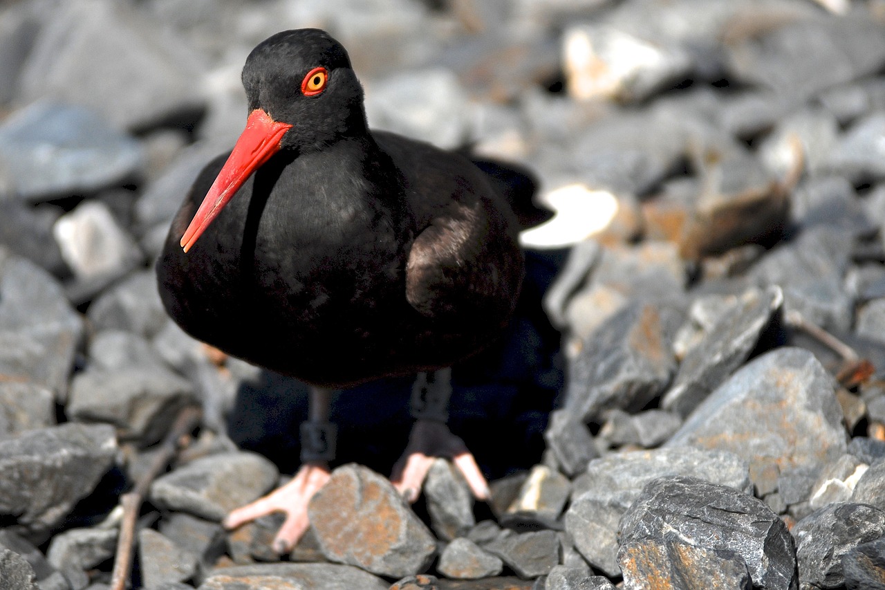 Image - black oystercatcher bird wildlife