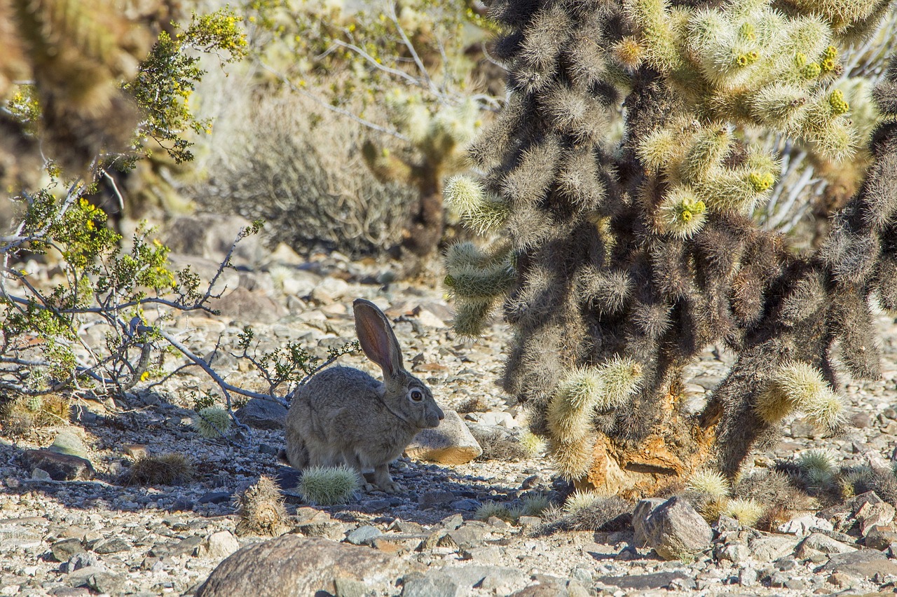 Image - black tailed jackrabbit rabbit