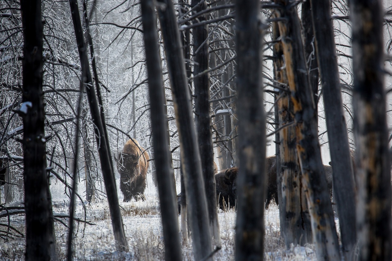 Image - bison buffalo forest trees snow