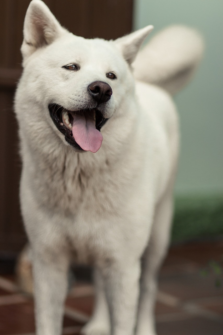 Image - dog akita smile akita inu breed