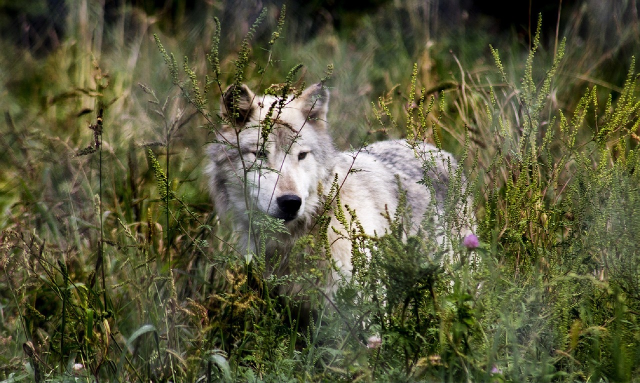 Image - wolf wildlife nature predator