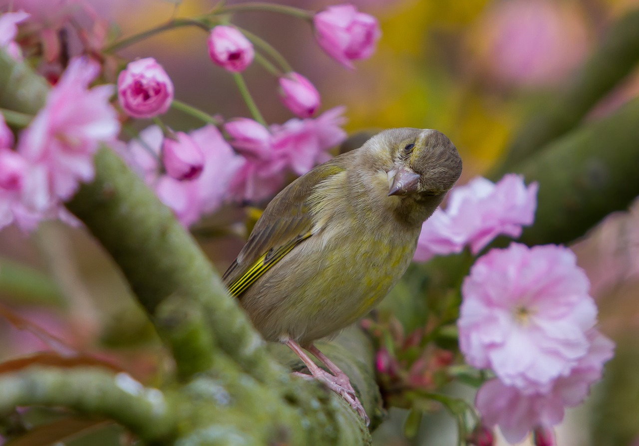 Image - greenfinch fink bird songbird cute