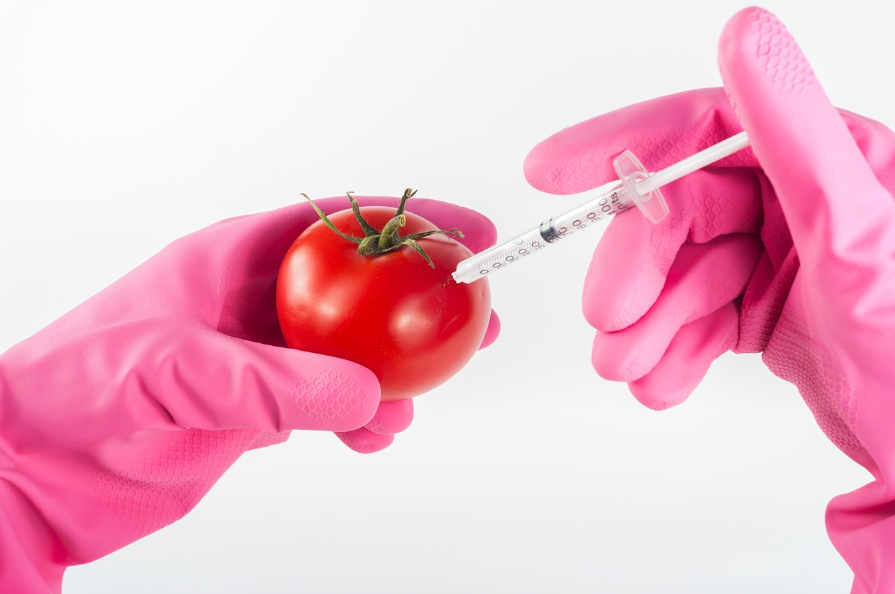 Image - modified tomato genetically food