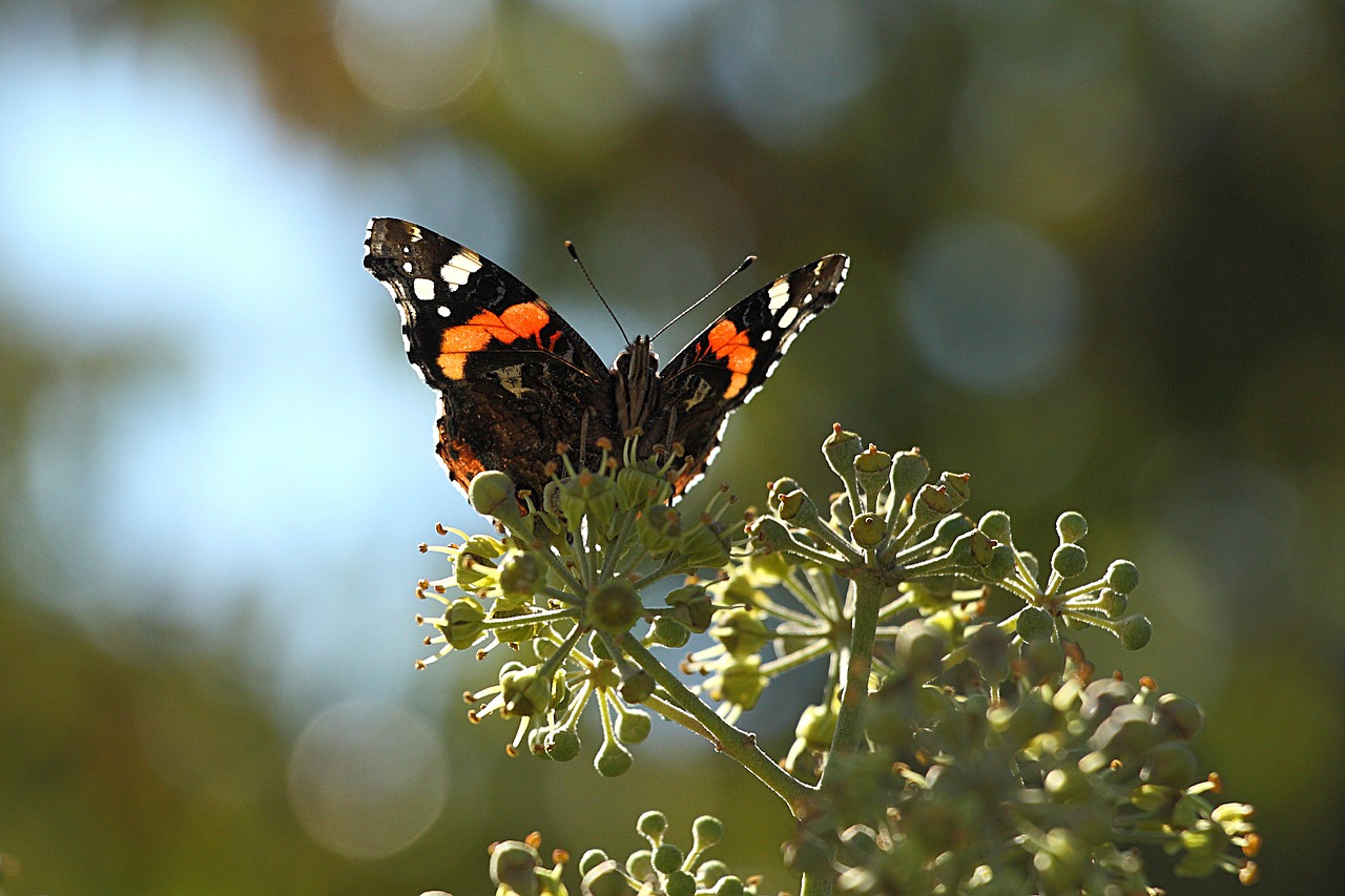 Image - butterfly admiral insect nature