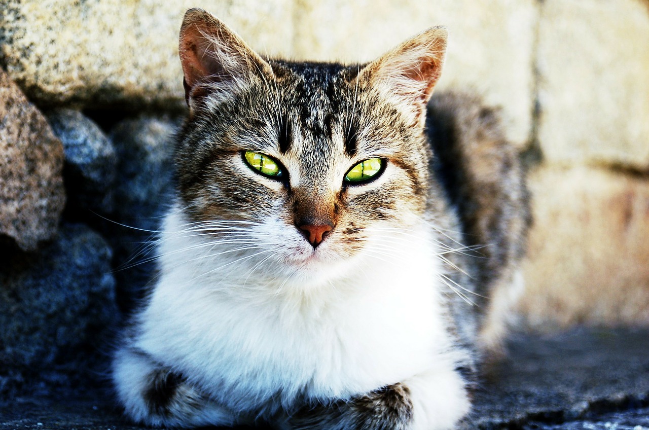 Image - cat pet cat s eyes cat face