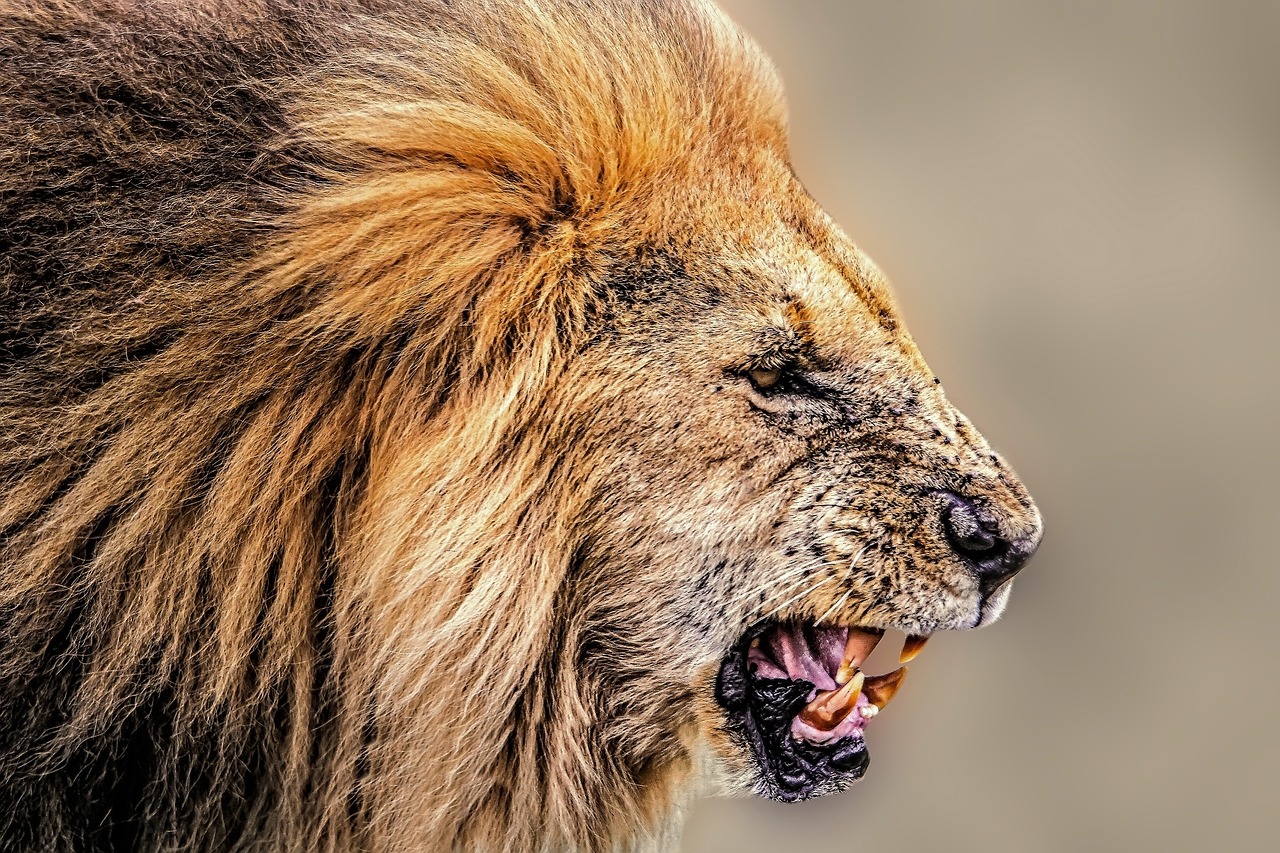 Image - lion africa wilderness