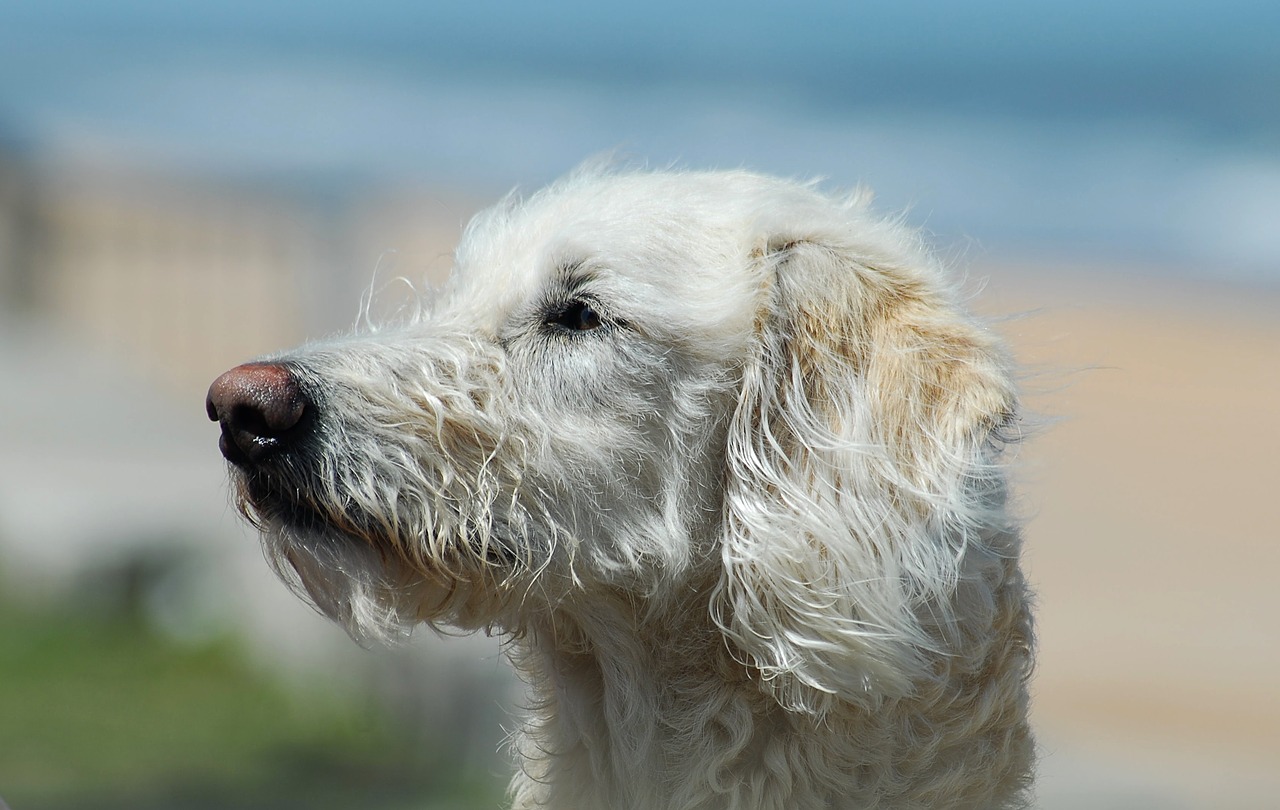 Image - labradoodle mix breed dog animal