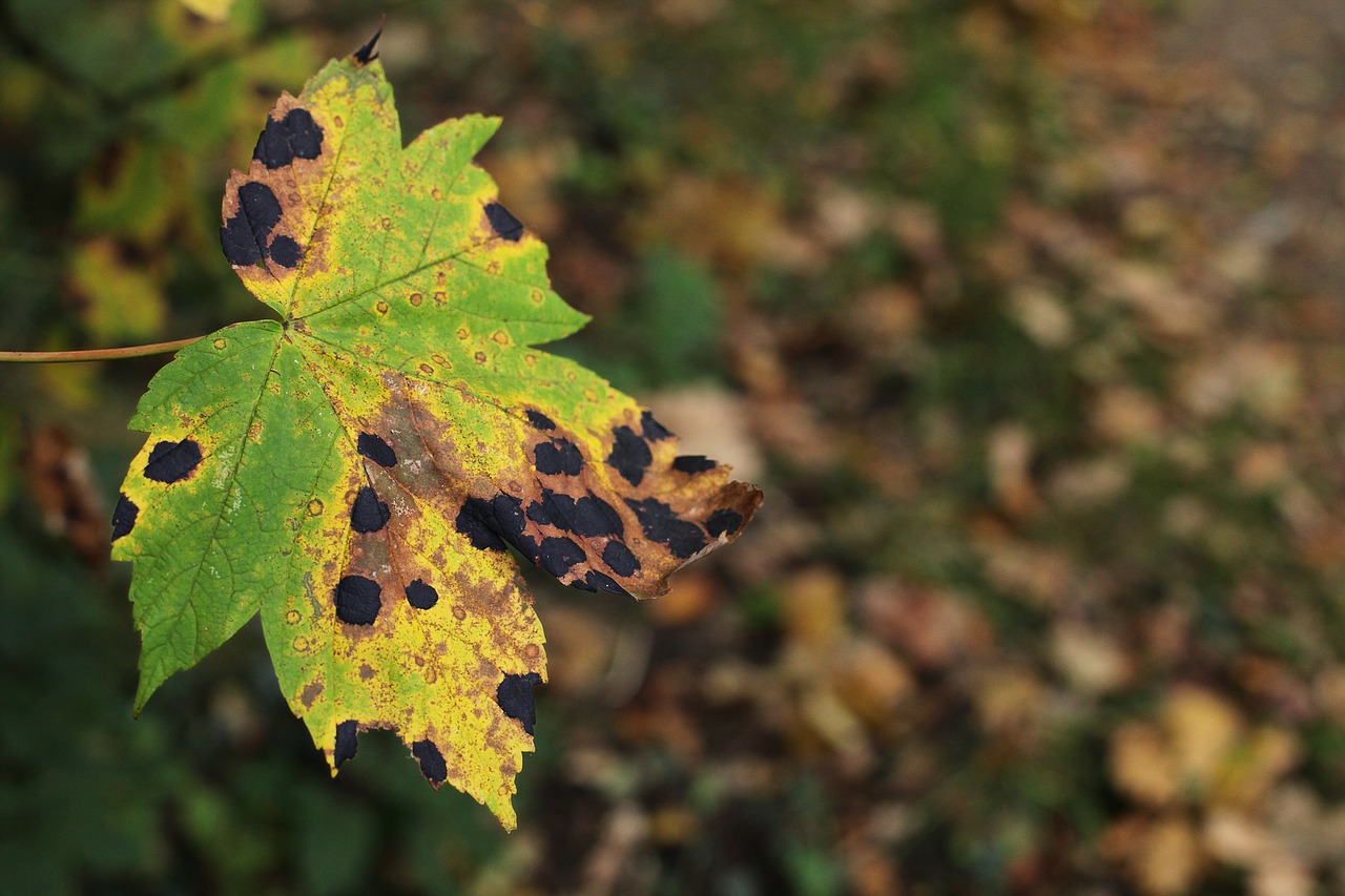 Image - leaf maple disease pest tar stains