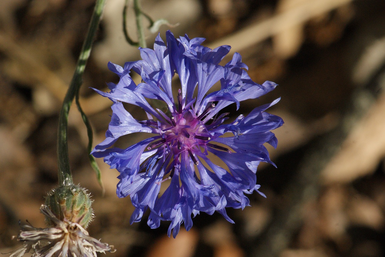 Image - flower blue plant nature knapweed