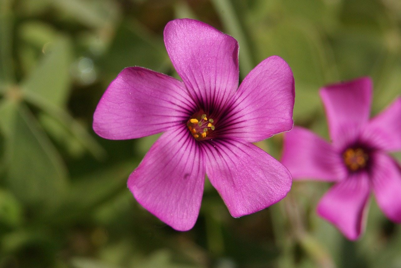 Image - purple flower star nature plant