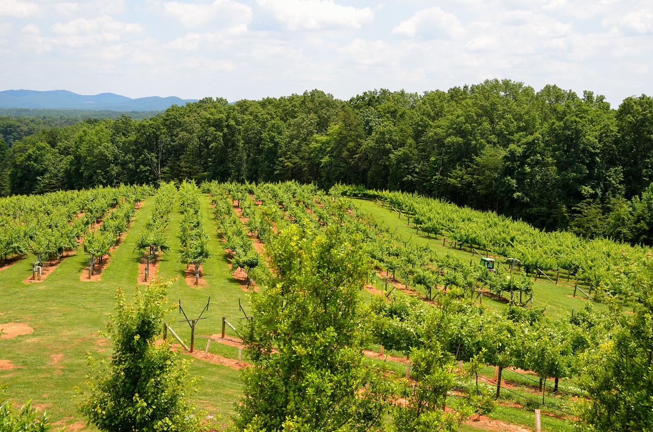 Image - vineyard winery landscape outdoors