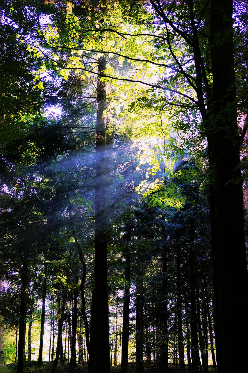 Image - forest trees nature landscape