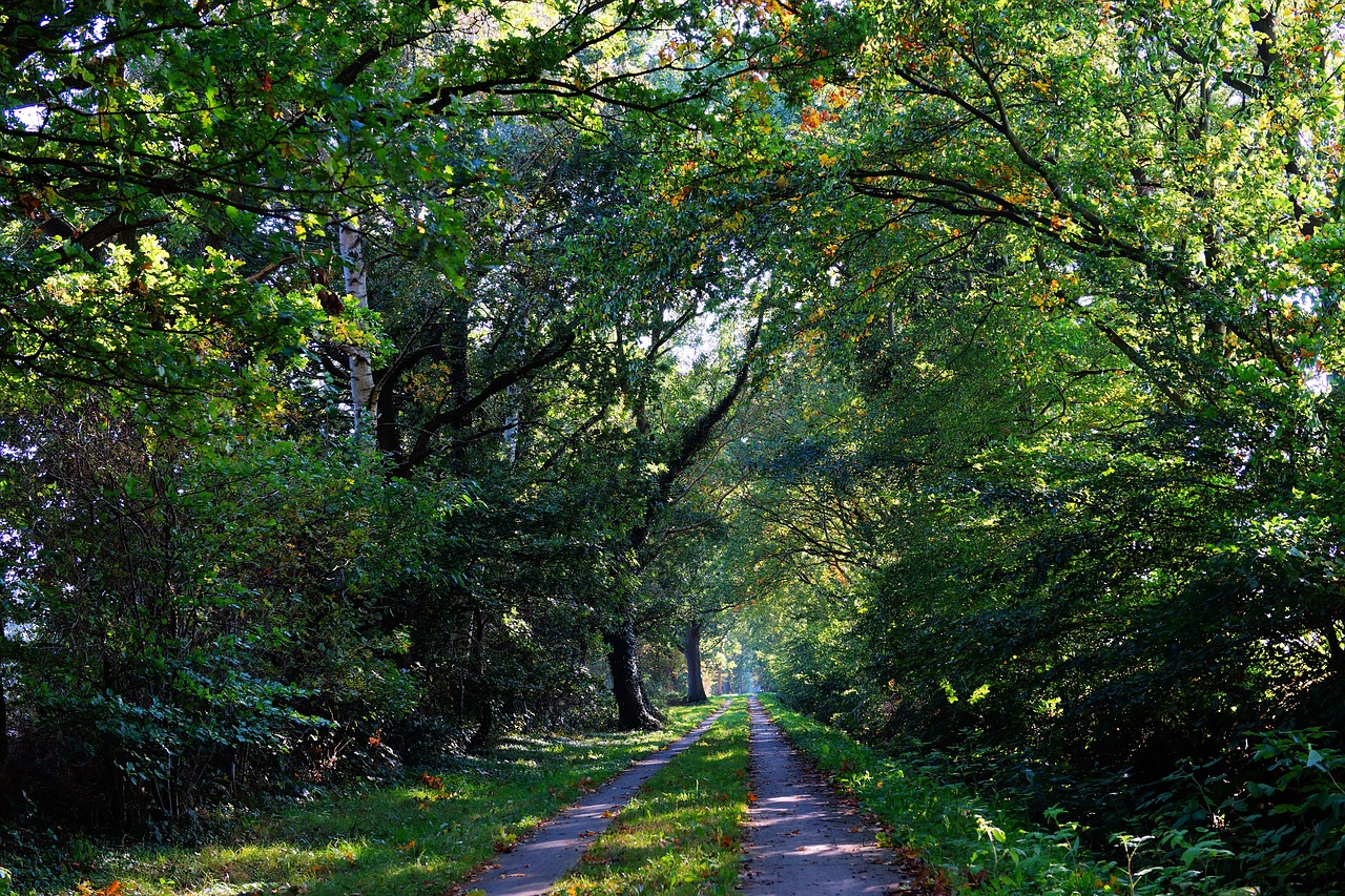 Image - forest forest path autumn canopy