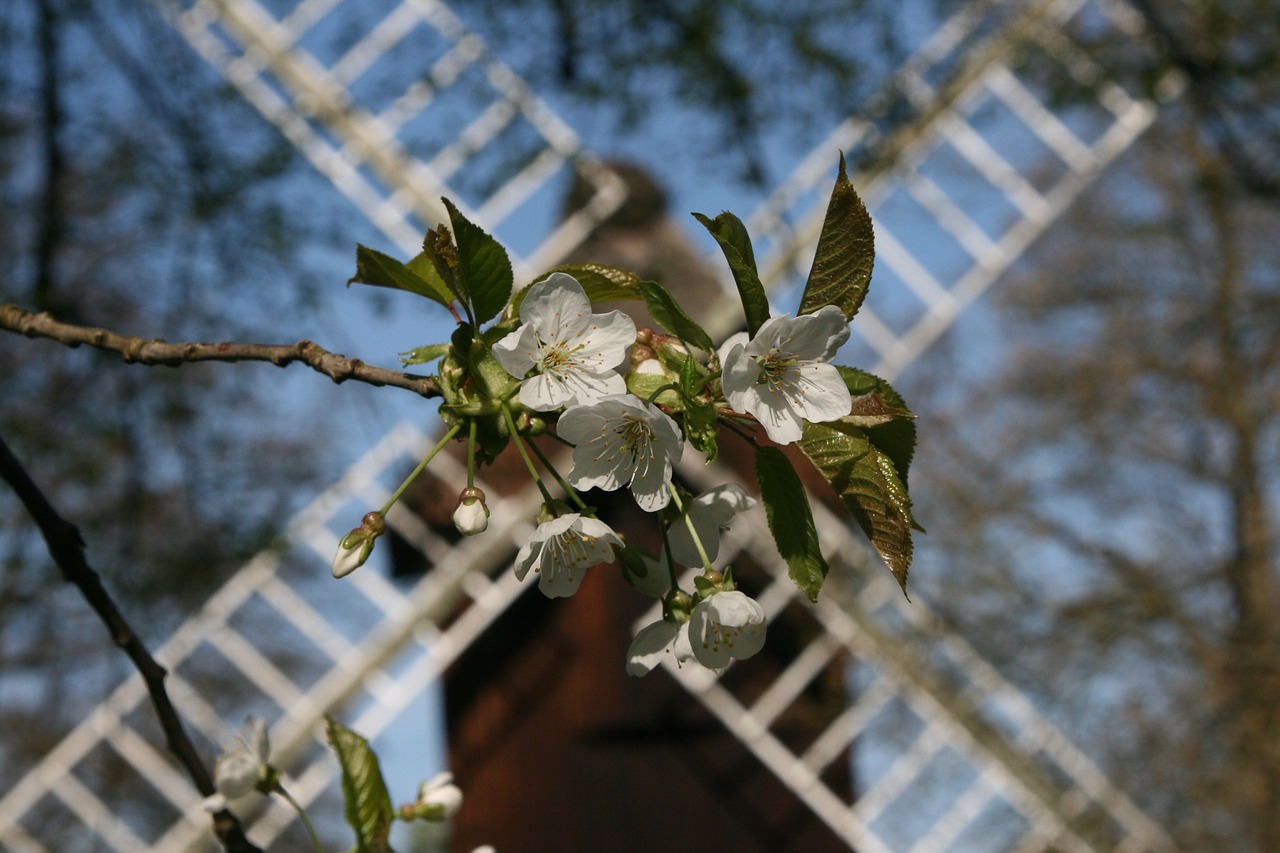 Image - stade old country mill blossom