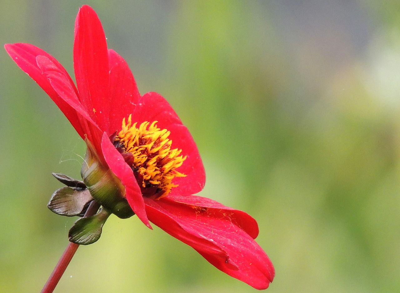 Image - flower red detail close mood