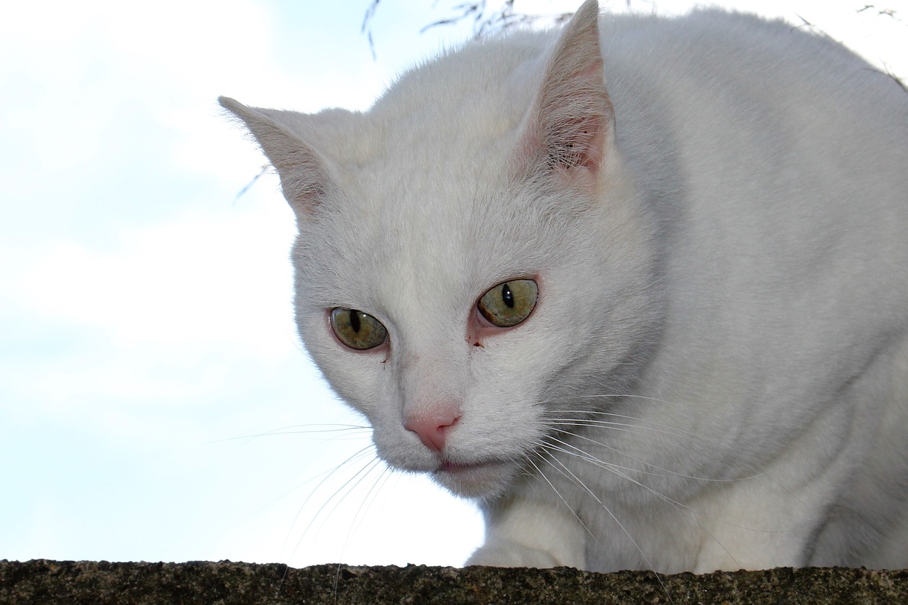 Image - cat white view views closeup