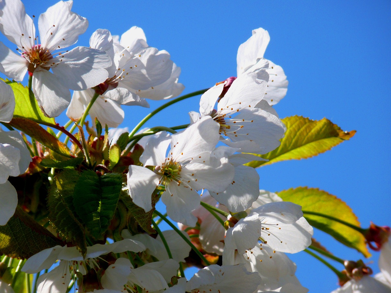 Image - blossom bloom tree blossom cherry