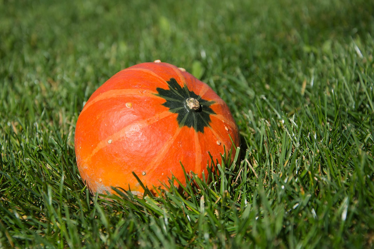 Image - squash fruit fall