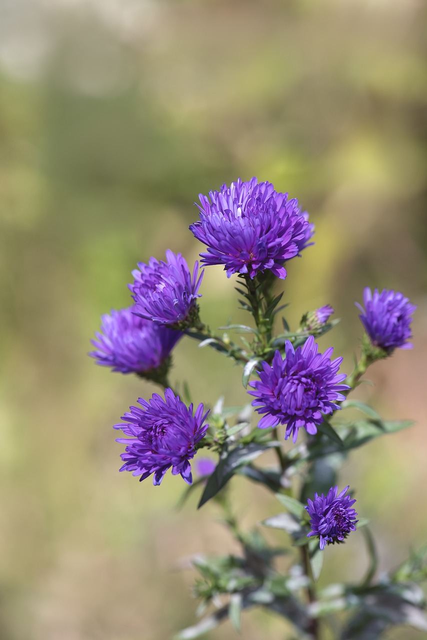 Image - asters blue herbstastern