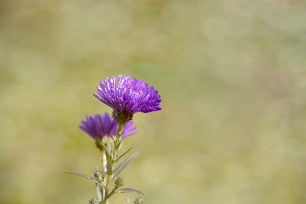 Image - asters herbstastern fall asters