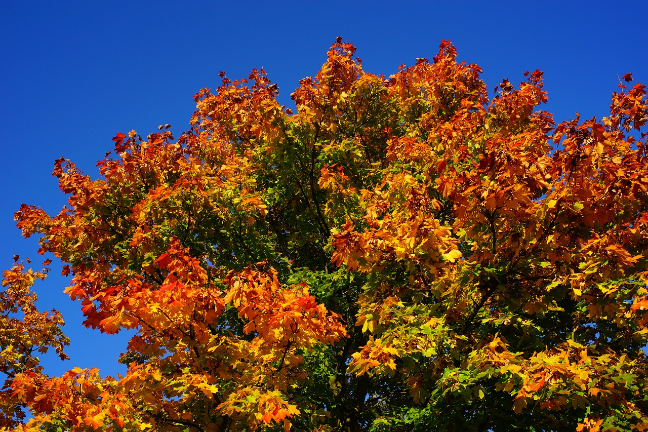 Image - tree late summer autumn leaves