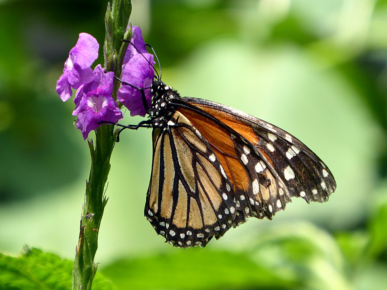 Image - butterfly insect costa rica flower