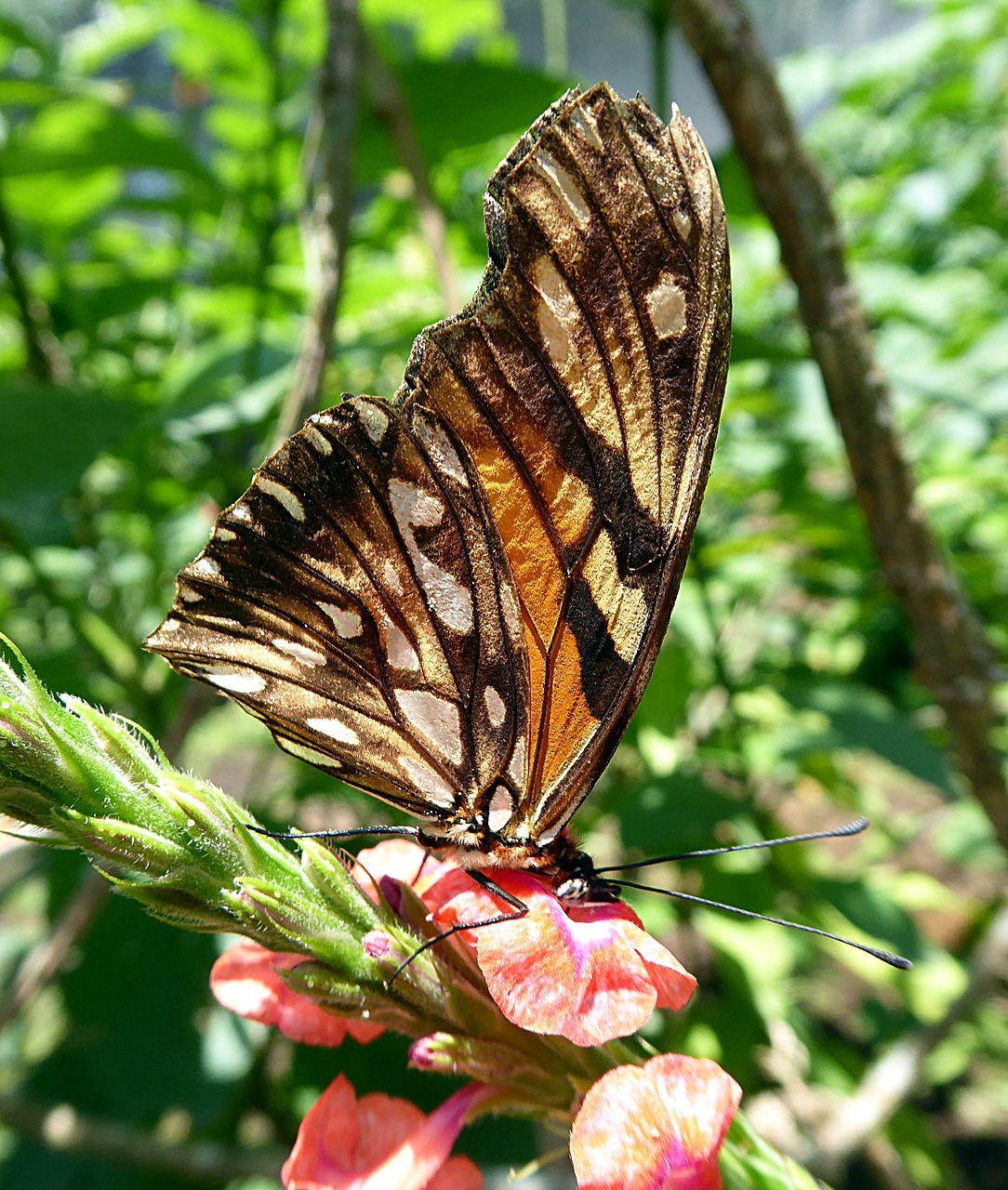 Image - butterfly insect lepidoptera